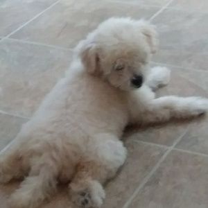 Meet your Posher, Imelda